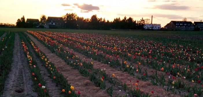 Tulpenfeld