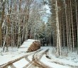 Schnee im Winterwald