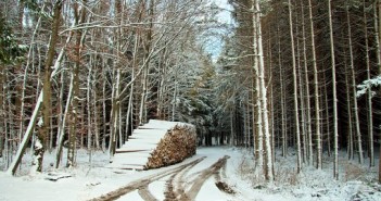 Schnee im Winterwald