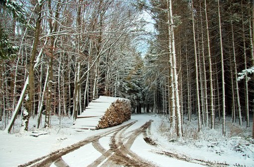 Schnee im Winterwald