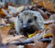 Igel in buntem Herbstlaub