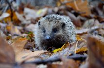 Igel in buntem Herbstlaub