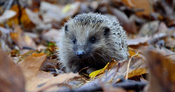 Igel in buntem Herbstlaub