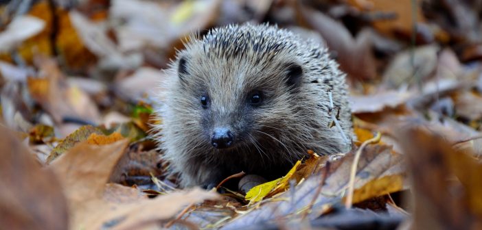 Igel in buntem Herbstlaub